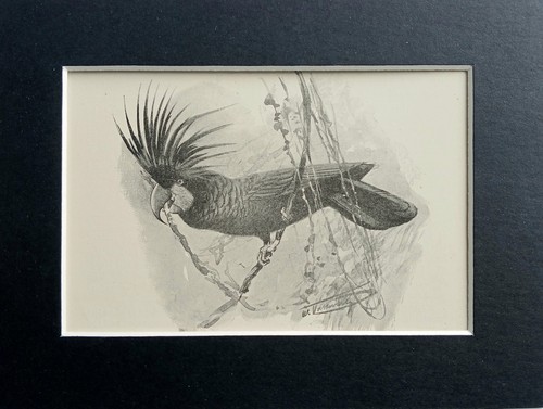 Great black cockatoo mounted - great,