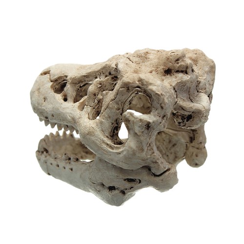 Dinosaur bone crafts tropical - dinosaur,