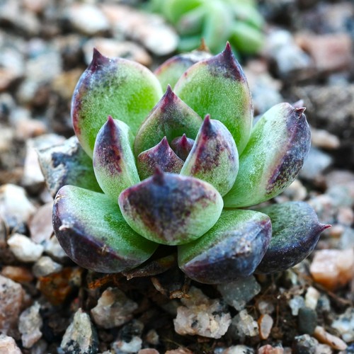 Echeveria black bear 3cm - echeveria,