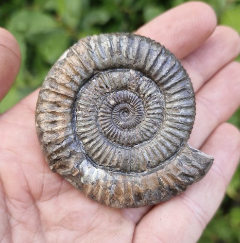 Natural ammonite fossil - ammonite,