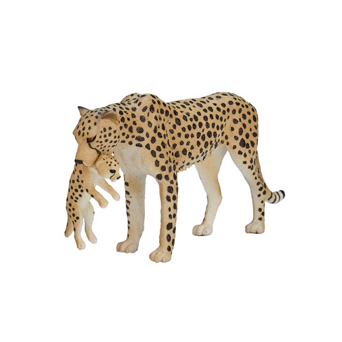 Cheetah cub wild - wild, zoo