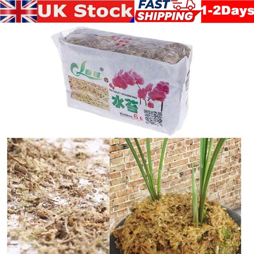 12l dried sphagnum moss - sphagnum, potted