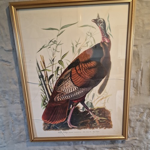 Vintage john audubon framed - vintage,