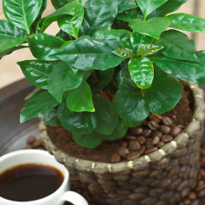Coffea Arabica 'Coffee' Plant - Live Indoor Kitchen Houseplant Shrub In 13cm Pot