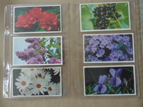 Complete set grandee - complete,