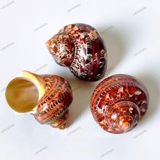 2 pcs Polished Brown Seashell