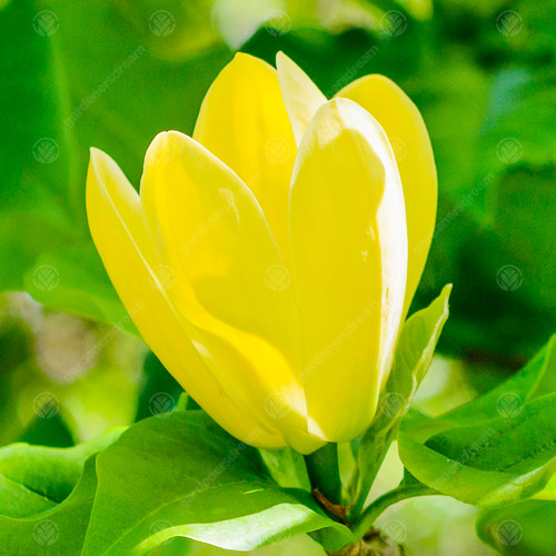 Magnolia brooklynensis - x,