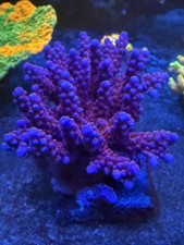 EC Original Merlin Staff Acropora