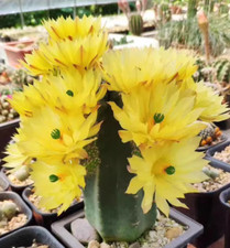 Succulent Plant Echinocereus