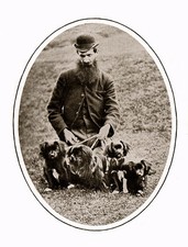 TIBETAN SPANIEL CHARMING DOG