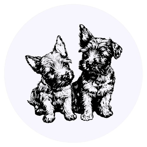 Scottish terrier - 24, x