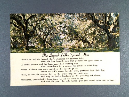 Vintage spanish moss - vintage, live
