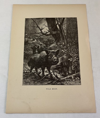 1885 print wild boar - ~,