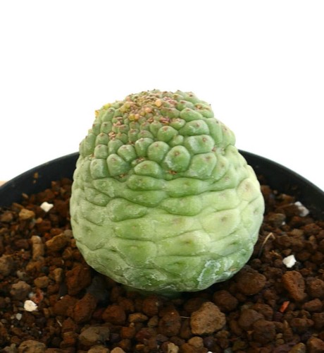 Larryleachia cactiformis