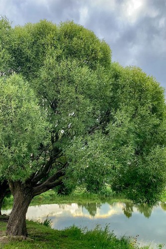 Black willow tree - black,