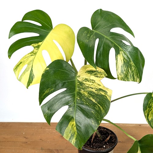 Monstera deliciosa yellow - deliciosa, 'yellow