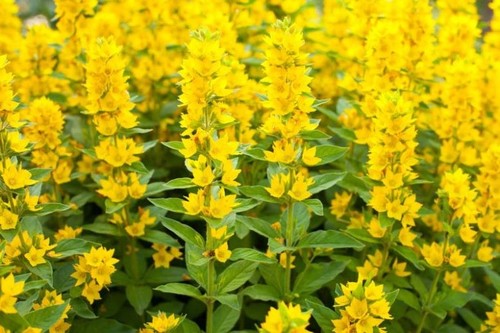 Large plug plants yellow - 5,