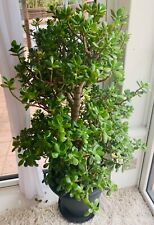 Giant Money Tree 3-4ft Jade Good Luck Plant Crassula Ovata Friendship Huge