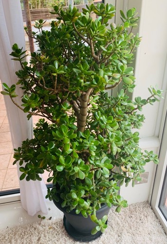 Giant money tree 4ft jade - giant, 3-4ft