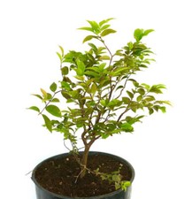 Myrciaria cauliflora -