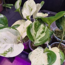 Epipremnum Aureum 'Manjula