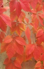 VIRGINIA CREEPER HARDY