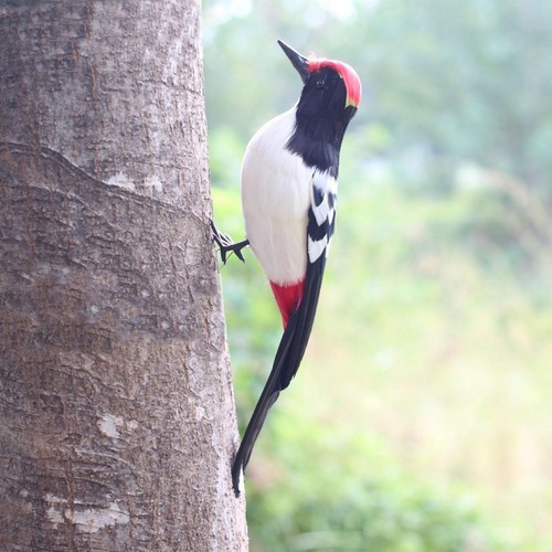 Simulation woodpecker model - simulation,