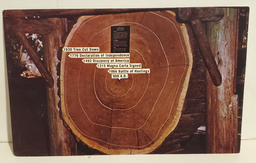 Vintage cut tree trunk - tree, rings
