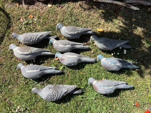 Full bodied pigeon - pigeon, decoy
