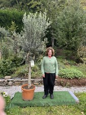 One large mature Olive Tree