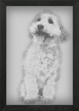 Cross breed dog 8 years ol