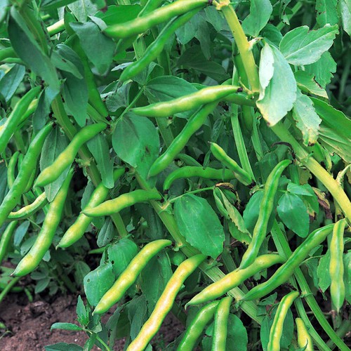 Broad bean seeds bunyards - broad,
