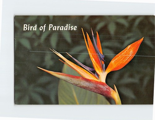 Postcard beautiful birds - birds, of