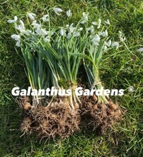 Galanthus Gardens® Single Snowdrop Bulbs  (Galanthus Nivalis)