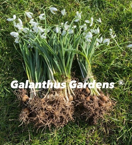 Galanthus gardens single - galanthus,