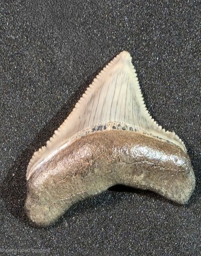 Amazing lateral megalodon - lateral,
