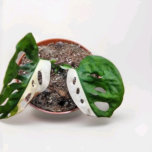 Half moon monstera adansonii - half,