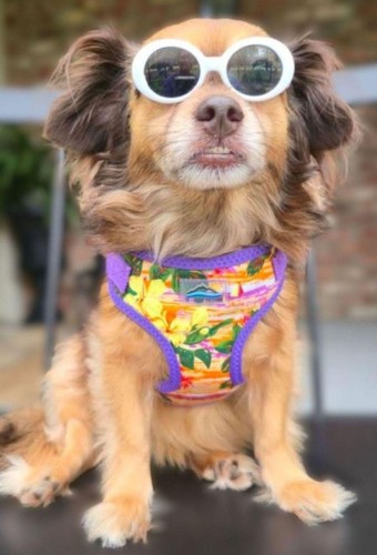 Dog harness wrap snap choke - dog,