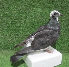 Grey & White Racing Pigeon
