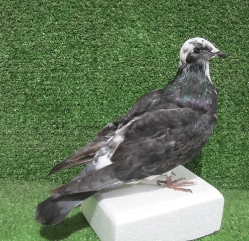Grey white racing - white, pigeon