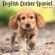 Avonside english cocker - -,