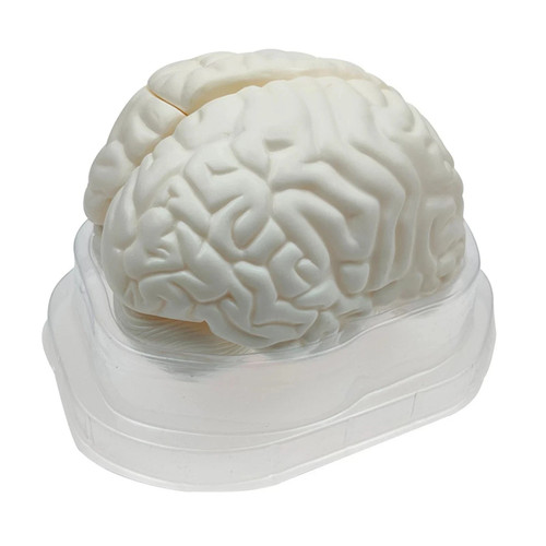Life size human brain - size,