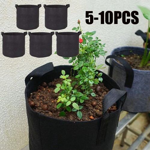 10x gallon plant - 5, grow