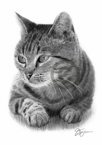 Cat pencil drawing art print - cat,