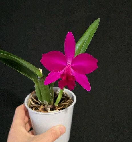 Mini cattleya hybrid deep - cattleya,