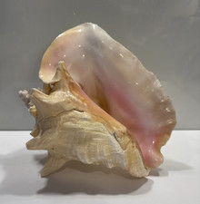 Vintage conch sea shell - conch, pink