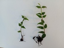 Hoya Bella 2x two rooted