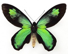 Ornithoptera victoriae