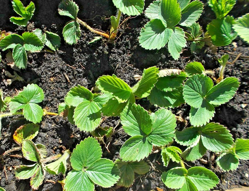 Strawberry fruit plant bare - strawberry,