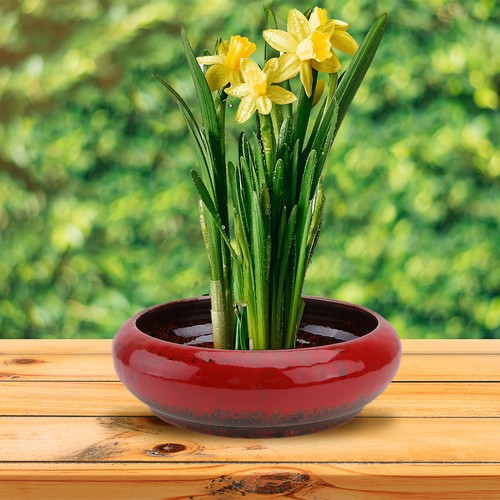 Creative red ceramic flowerpot - creative,